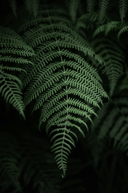 a very green fern leaves in a dark background