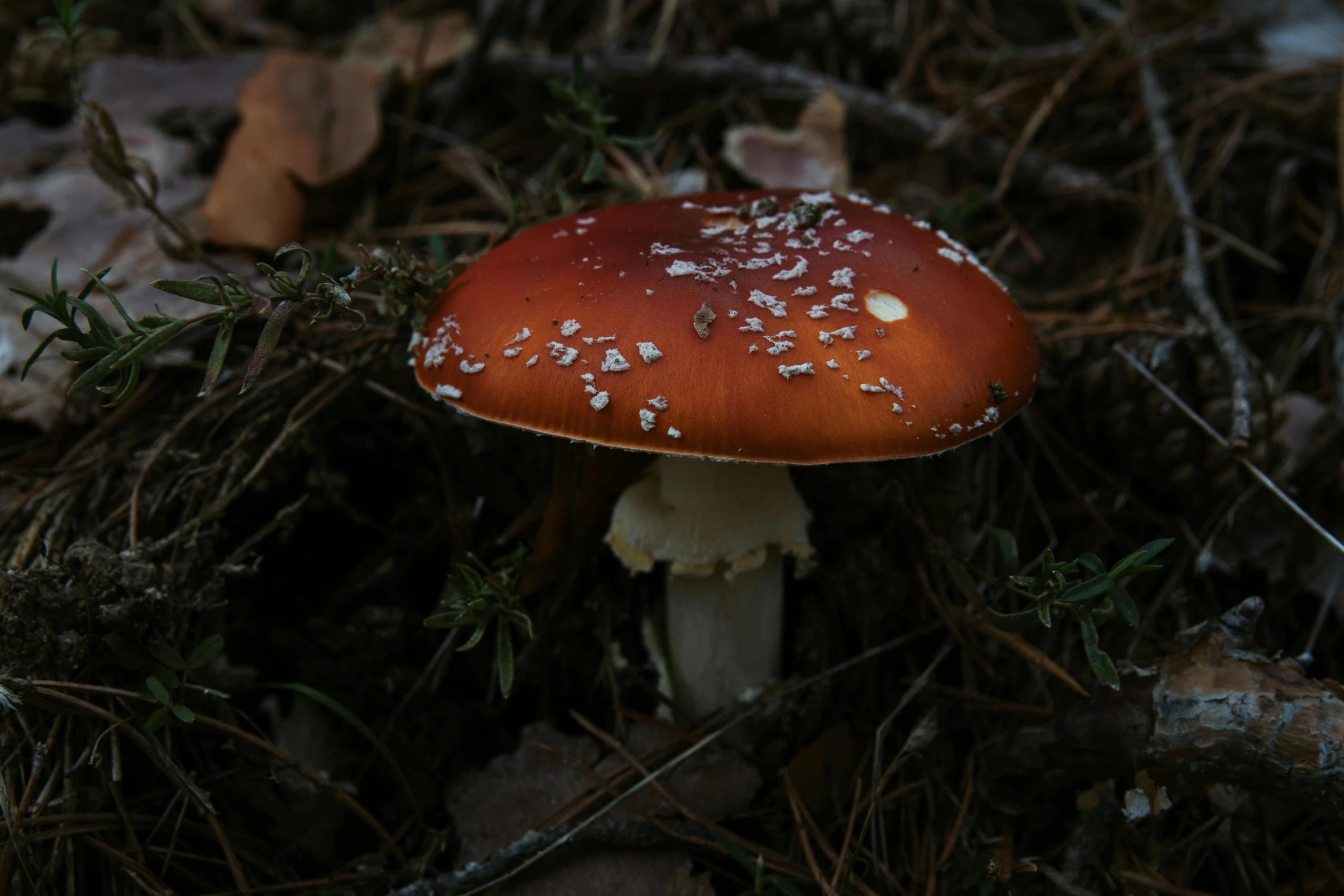 a group of mushrooms sitting in the middle of a forest