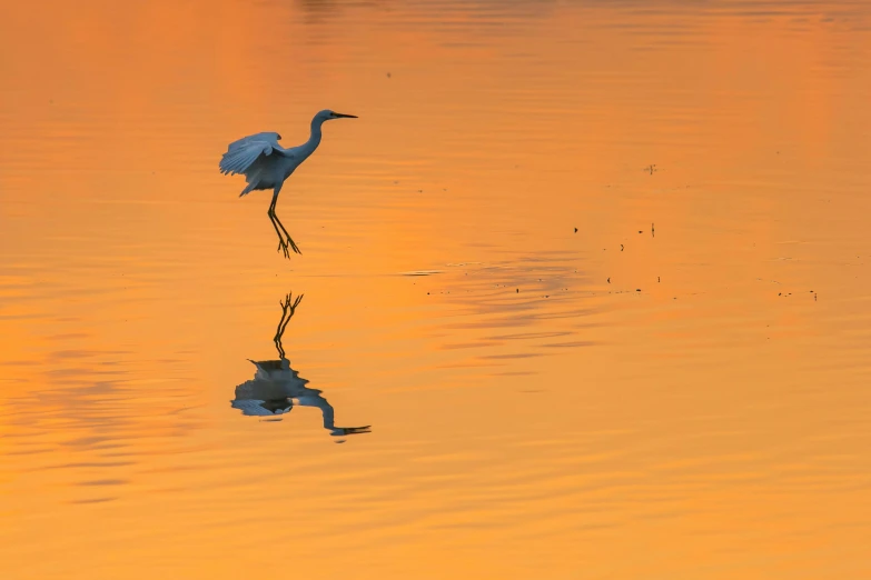 a bird is standing on the water while the sun goes down