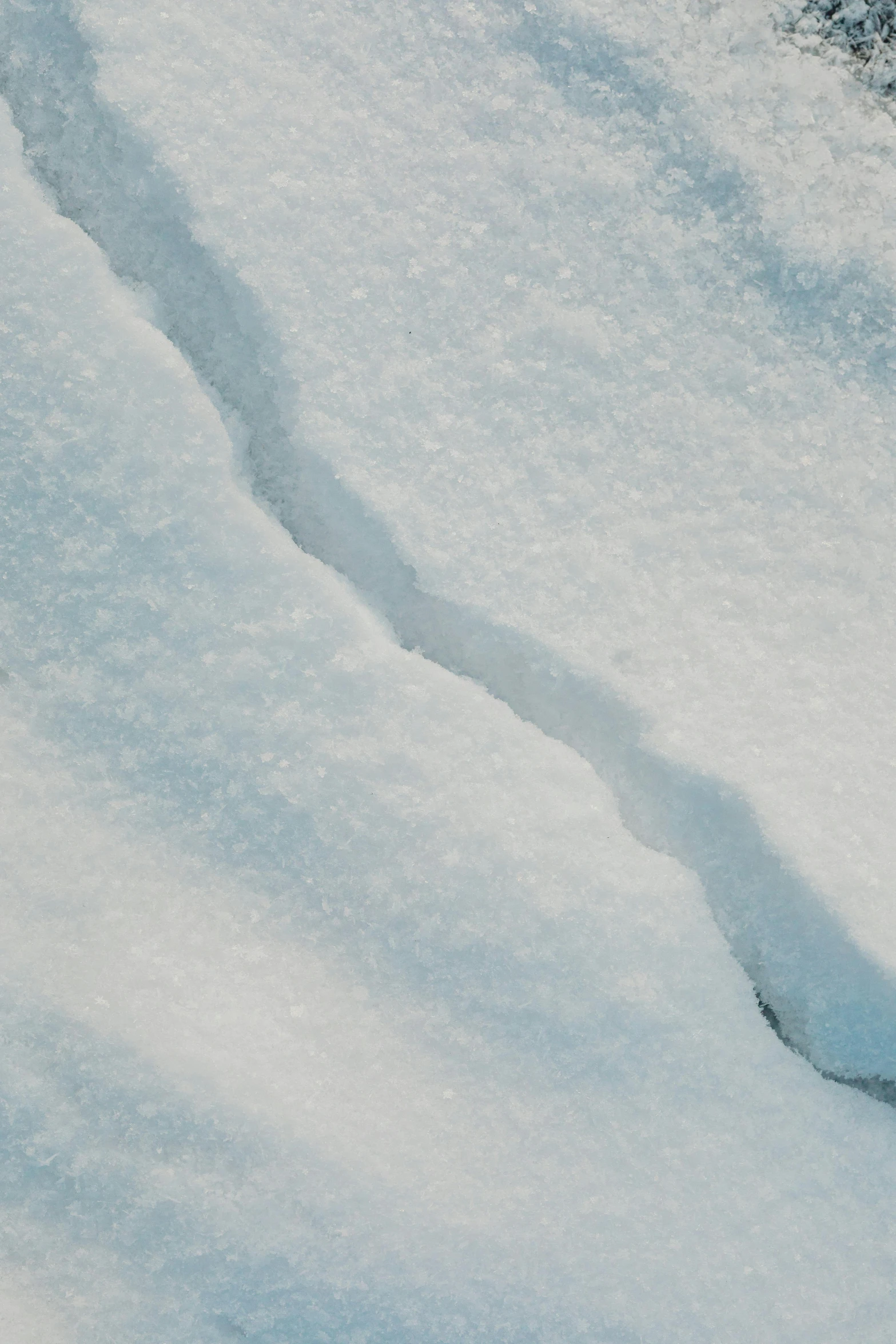 a bird standing in snow near a tree