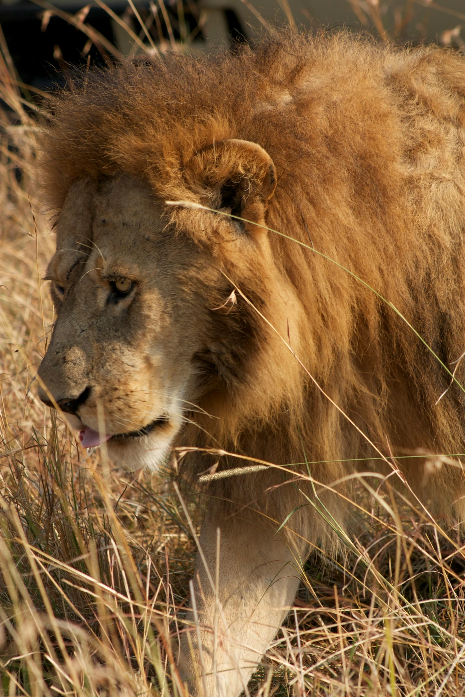 a male lion walking through a dry grass field