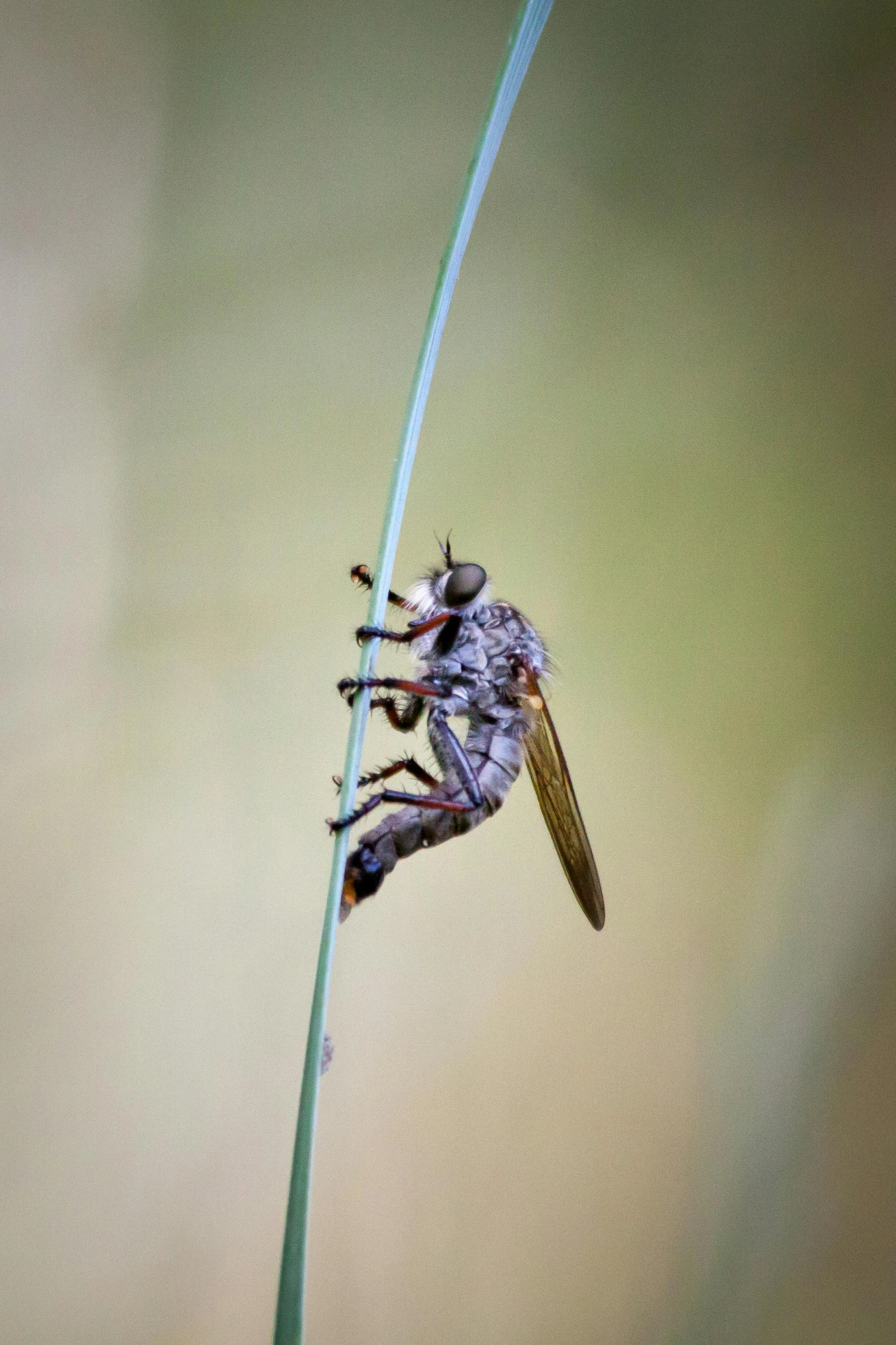 some kind of insect with many legs on it