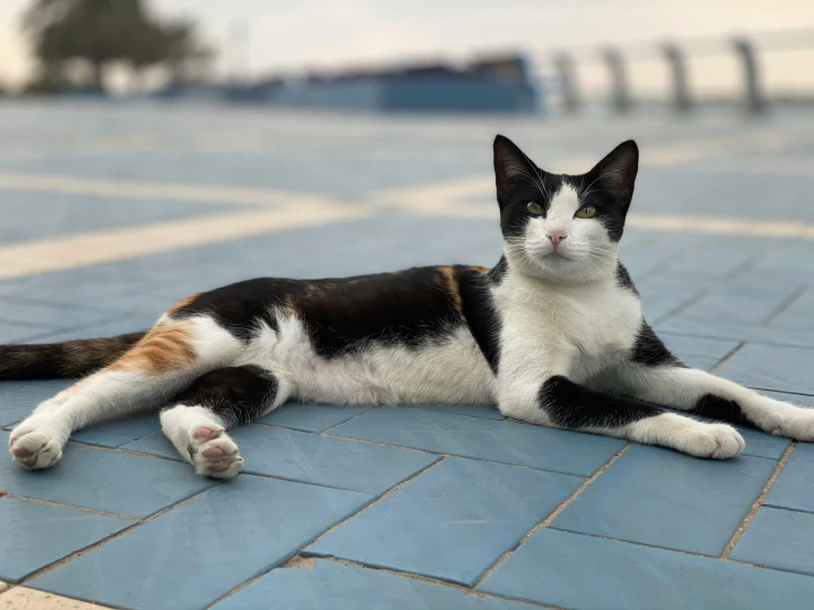 a black and white cat laying on the floor