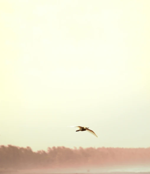 a bird flies over the water during sunrise