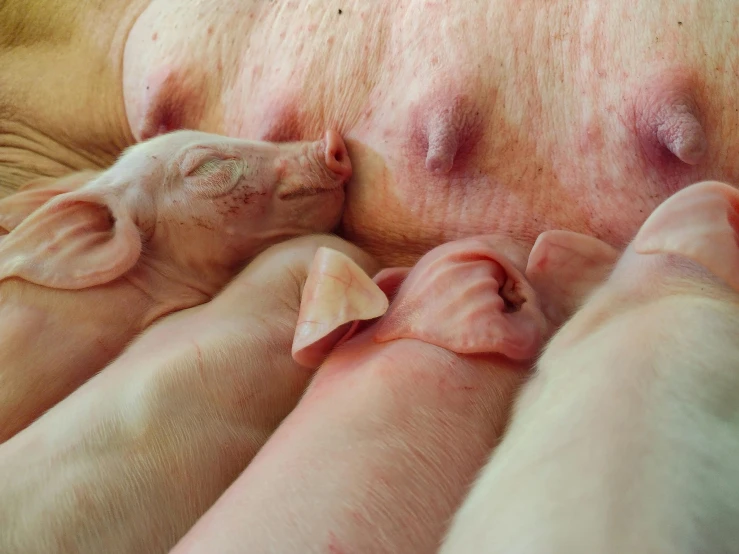 three baby pigs laying next to each other