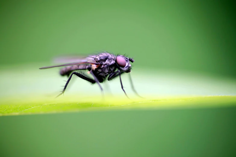 a close up of an insect on a green surface