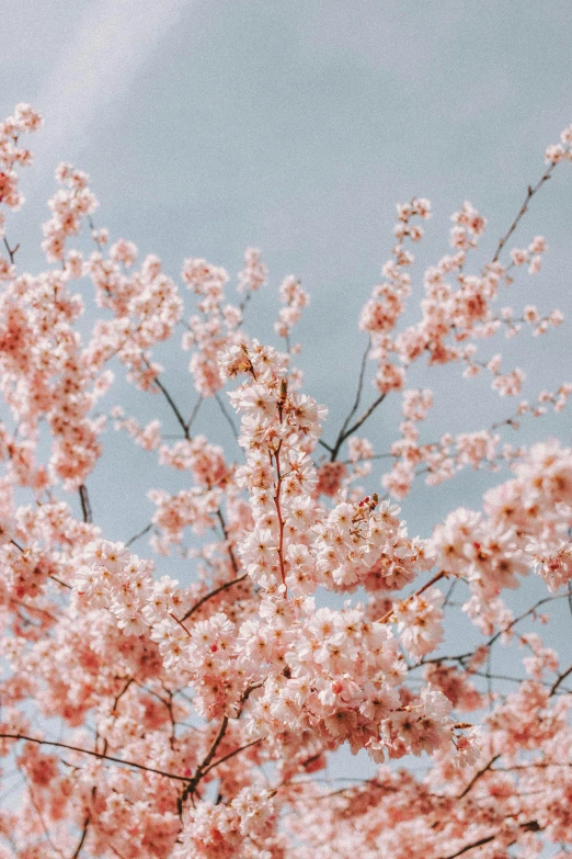 a flowering tree against a blue sky and some clouds