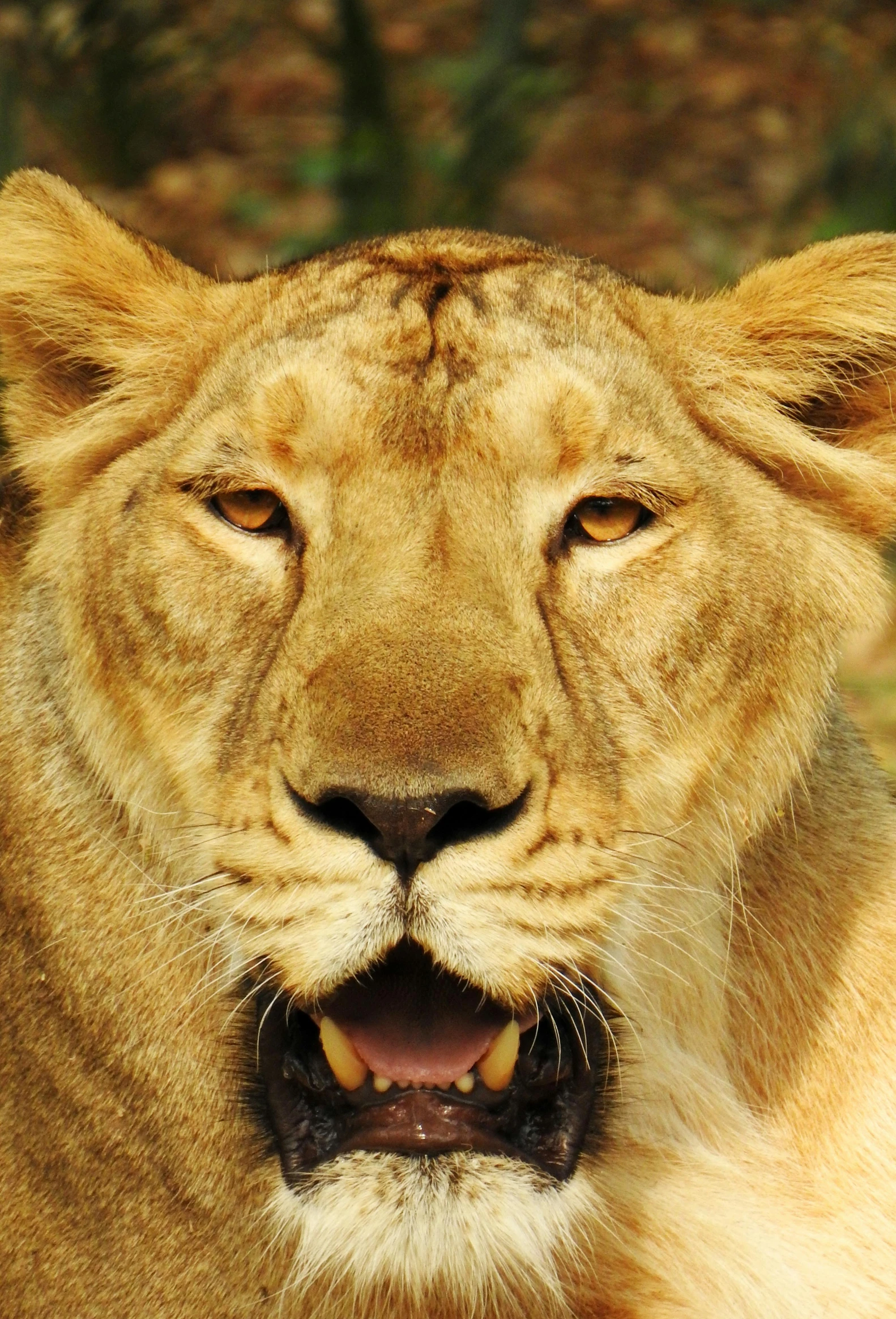 a lion is smiling and sitting in a field