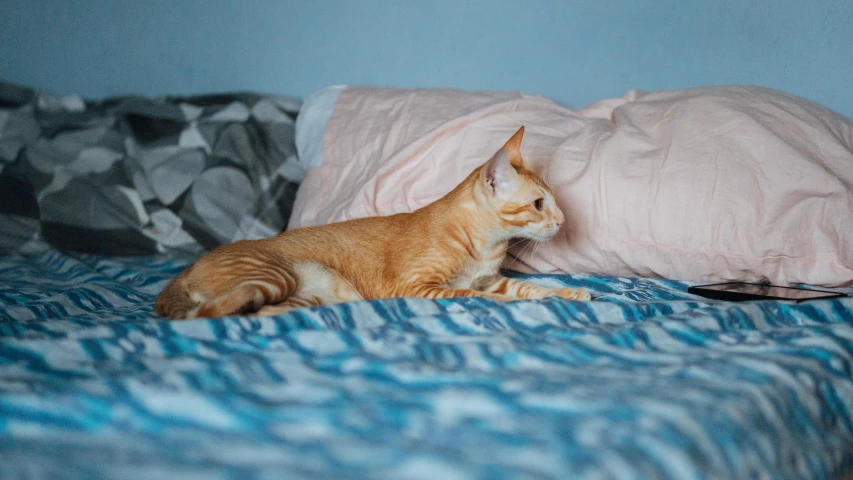 a cat laying on top of a bed under covers