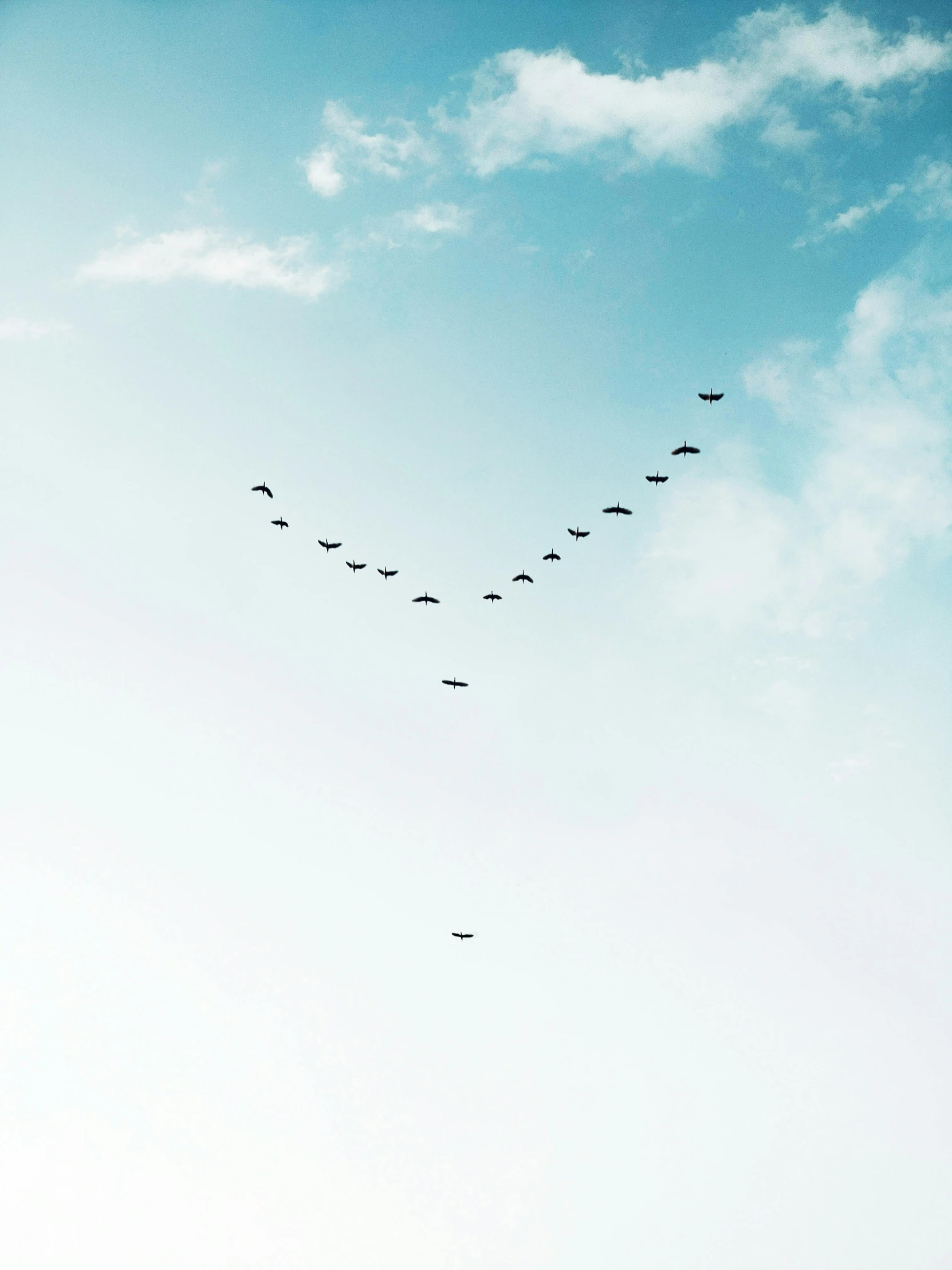 flock of birds flying across the sky on a sunny day