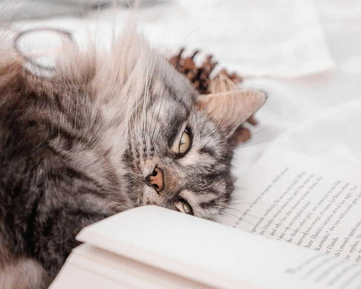 a cat laying down with its head on top of an open book