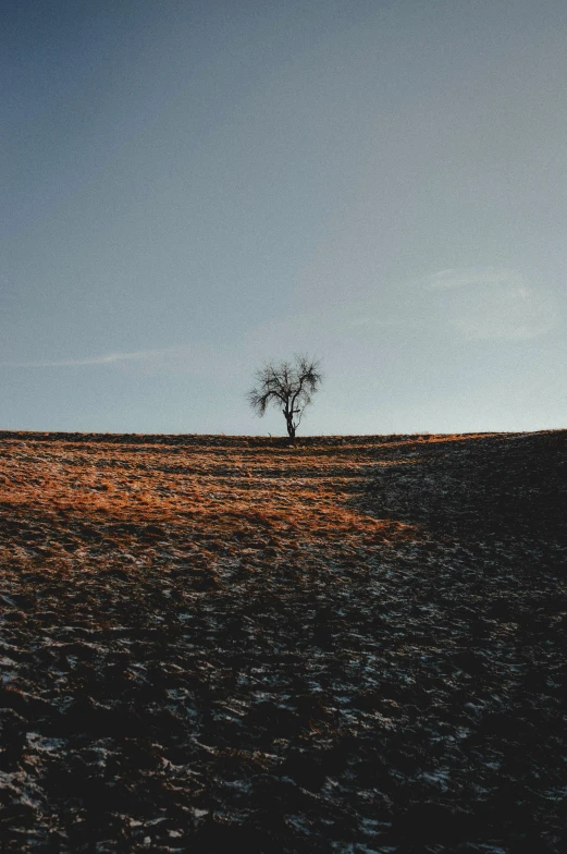 a single tree stands in the middle of a grassy area