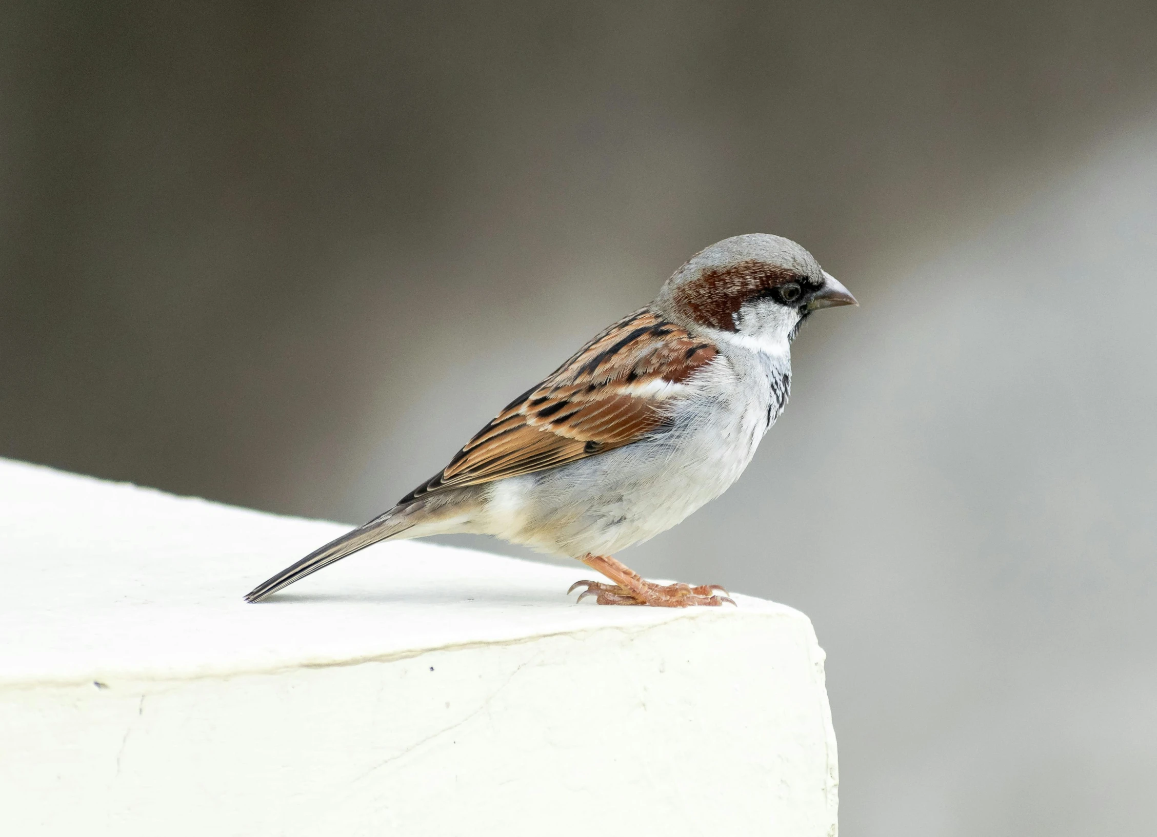 a bird is standing on the ledge of a building