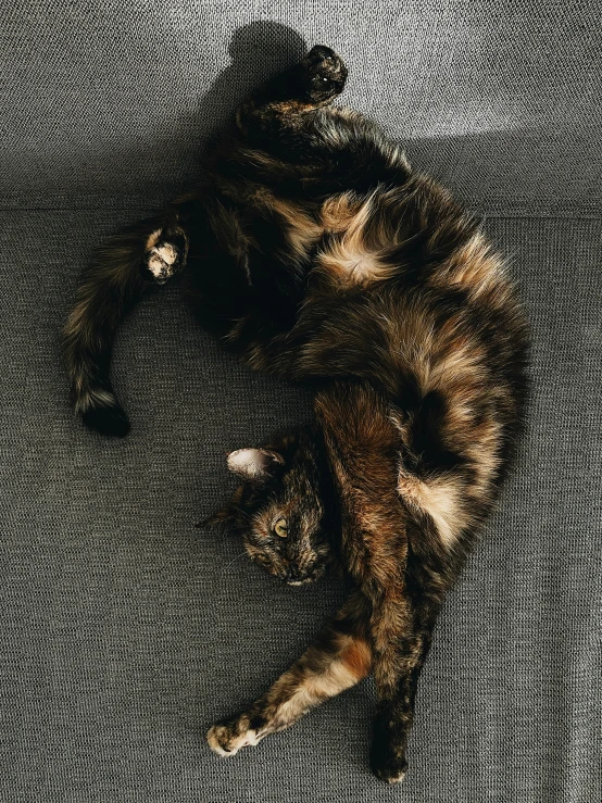 a kitten laying down on a bed