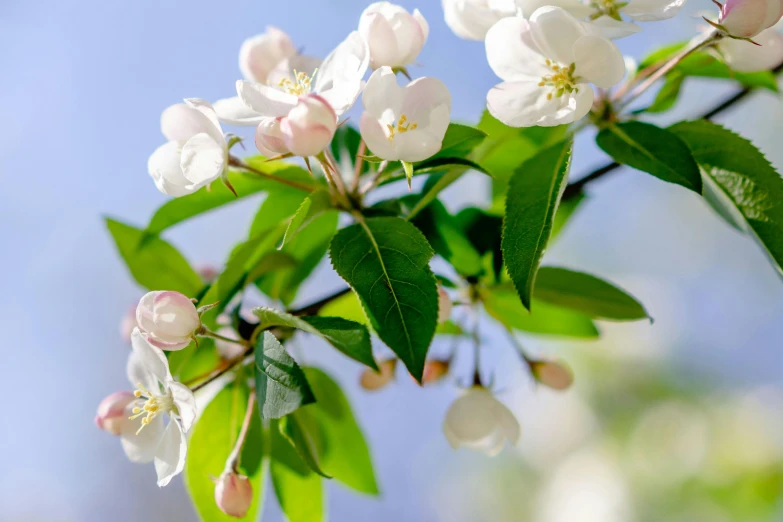 blossoms that are white and pink on the nches