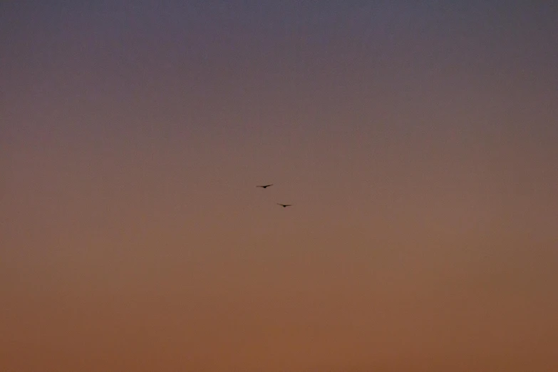 two people walking and flying kites in the evening