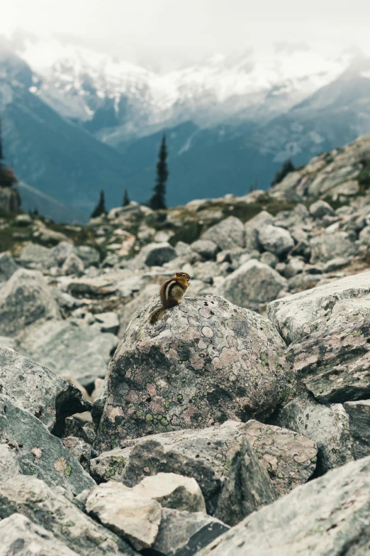 there is a small bird that is sitting on top of a rock