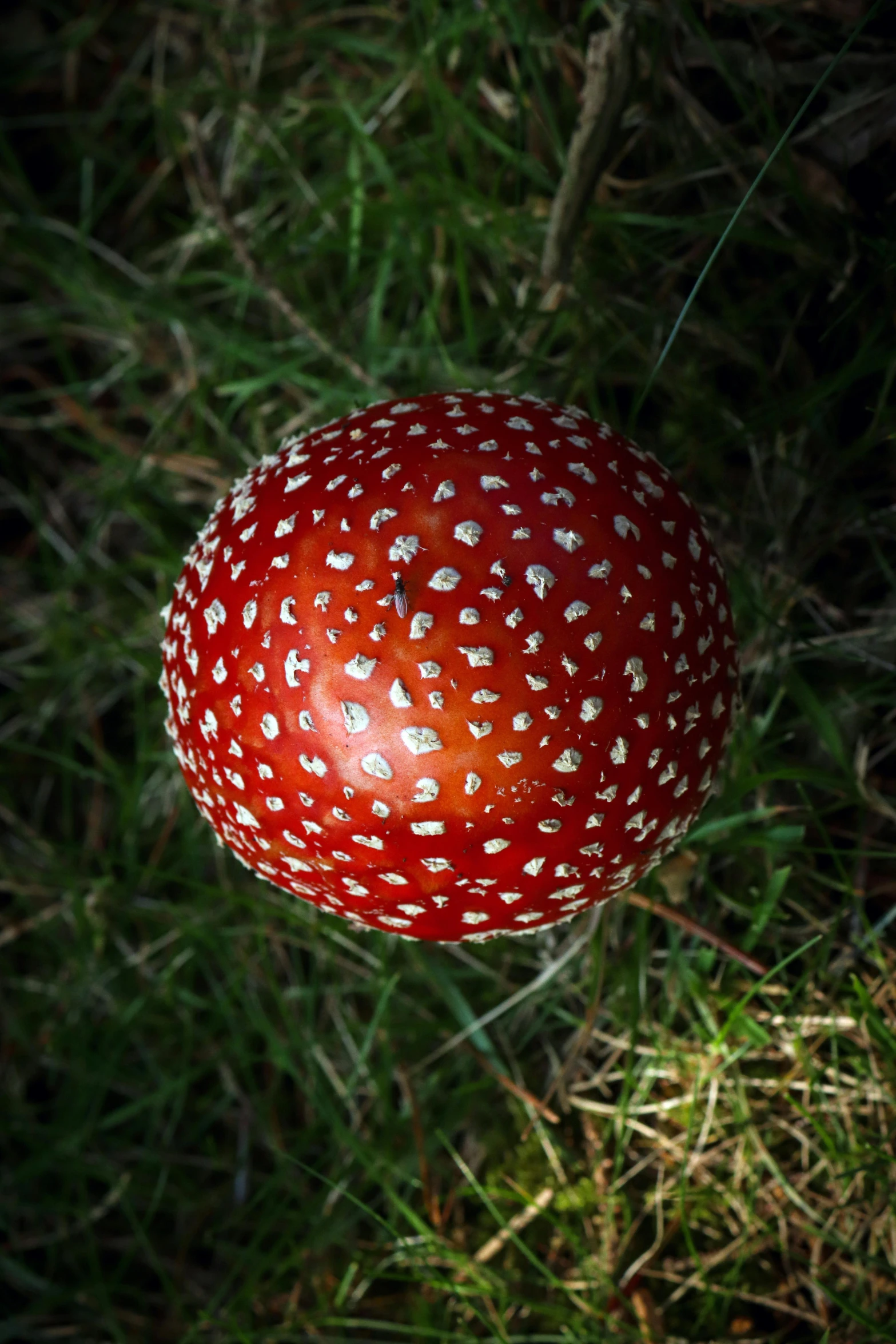 a red dotted object on grass with little holes in it
