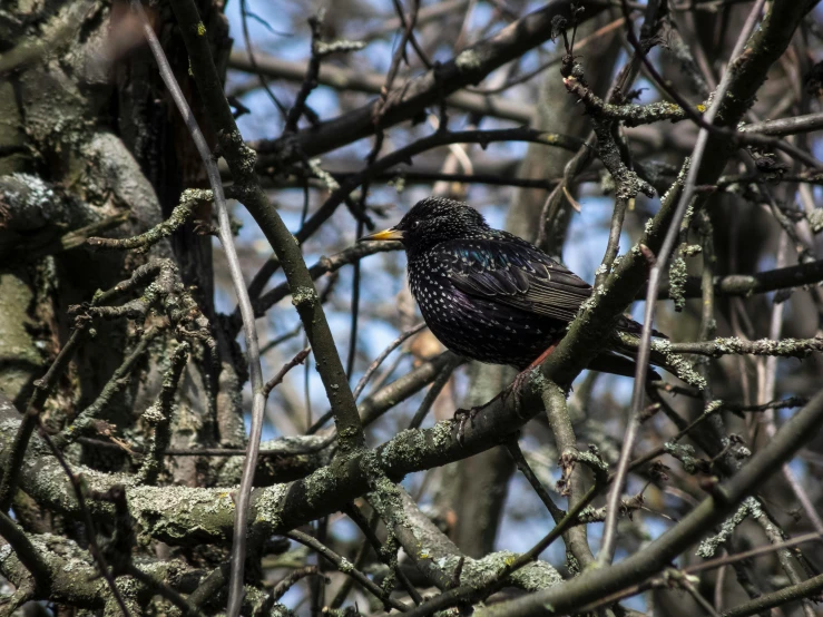 a bird is perched on a nch in the woods