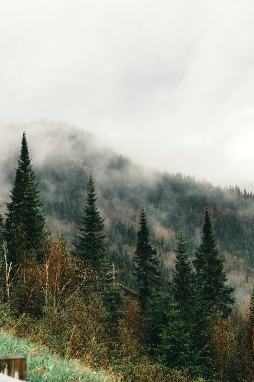 a mountain covered in fog and some trees