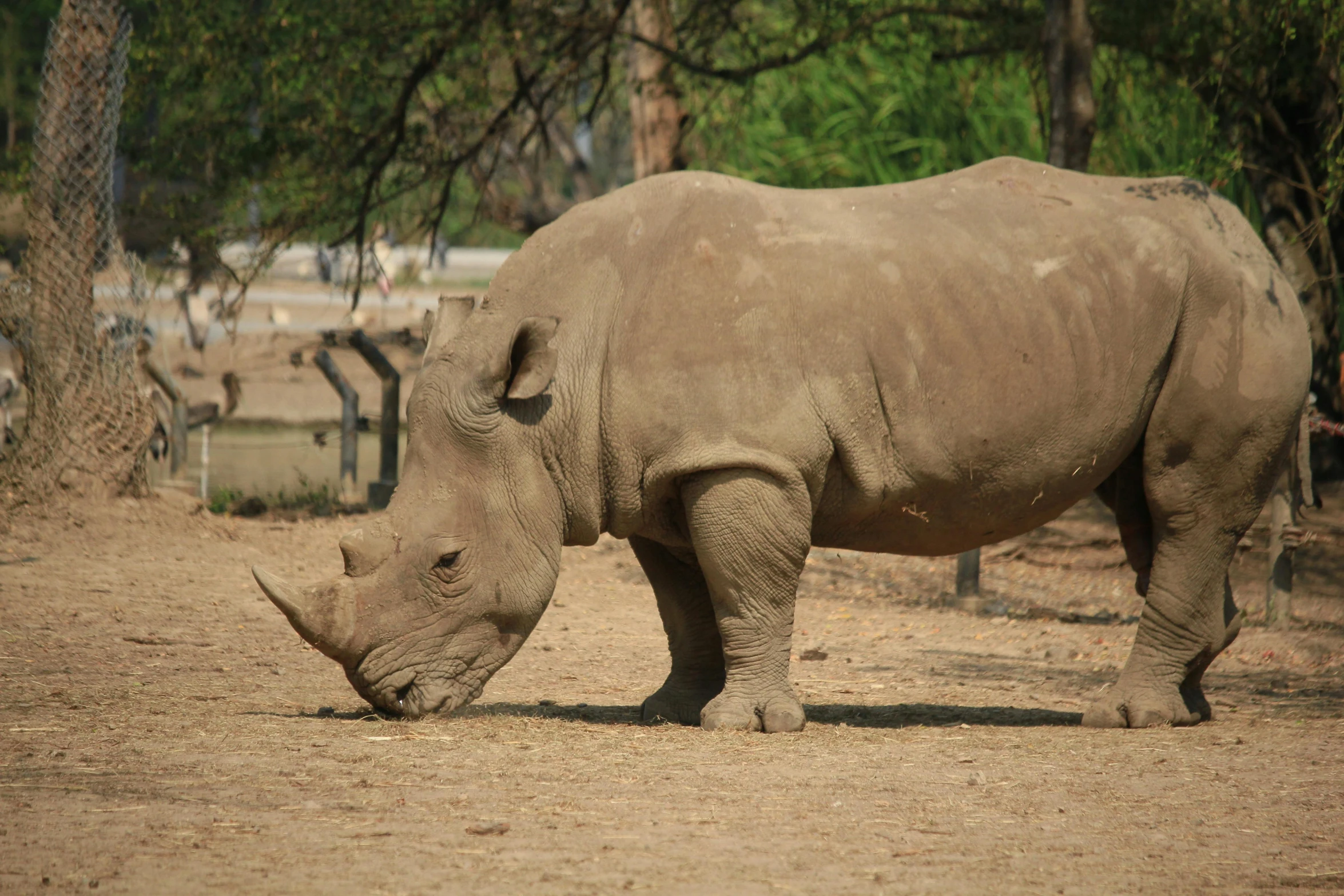 a rhinoceros stands on dirt by some trees