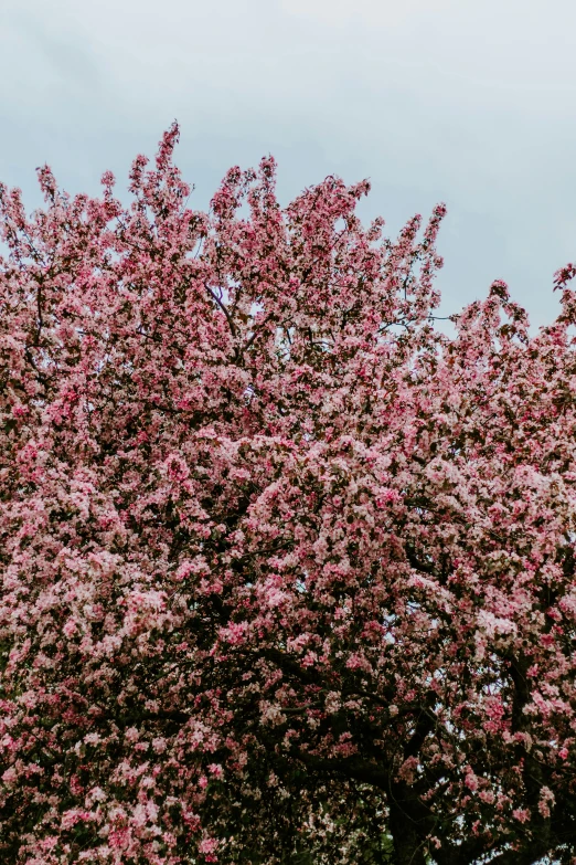 purple flowering tree against a white sky with a street sign