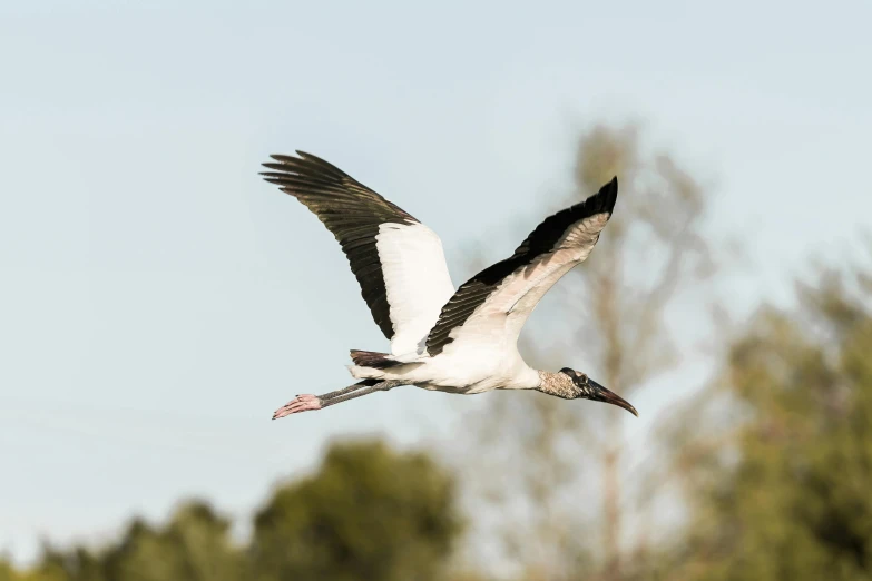 a white and black bird with it's wings spread flying over the trees