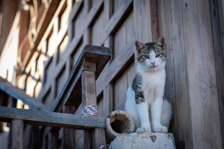 a kitten is sitting on a wooden structure