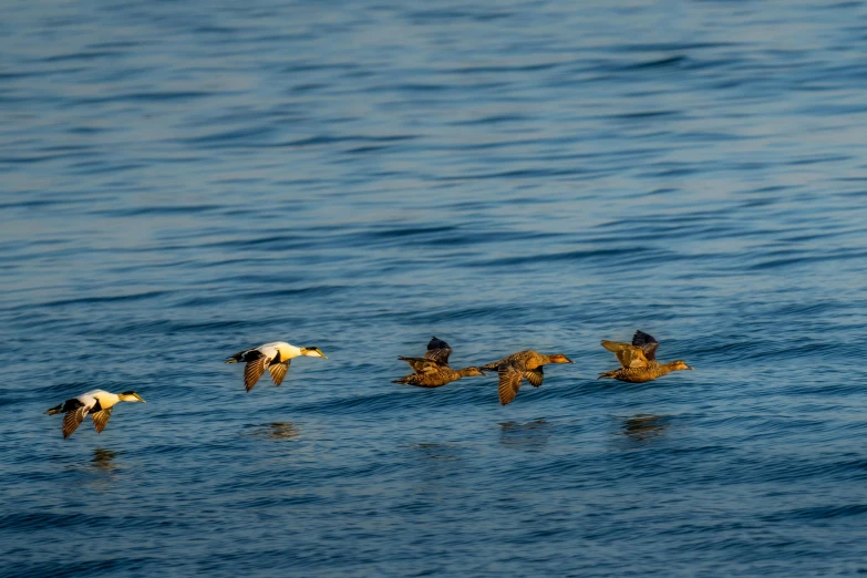 a group of birds flying over the ocean