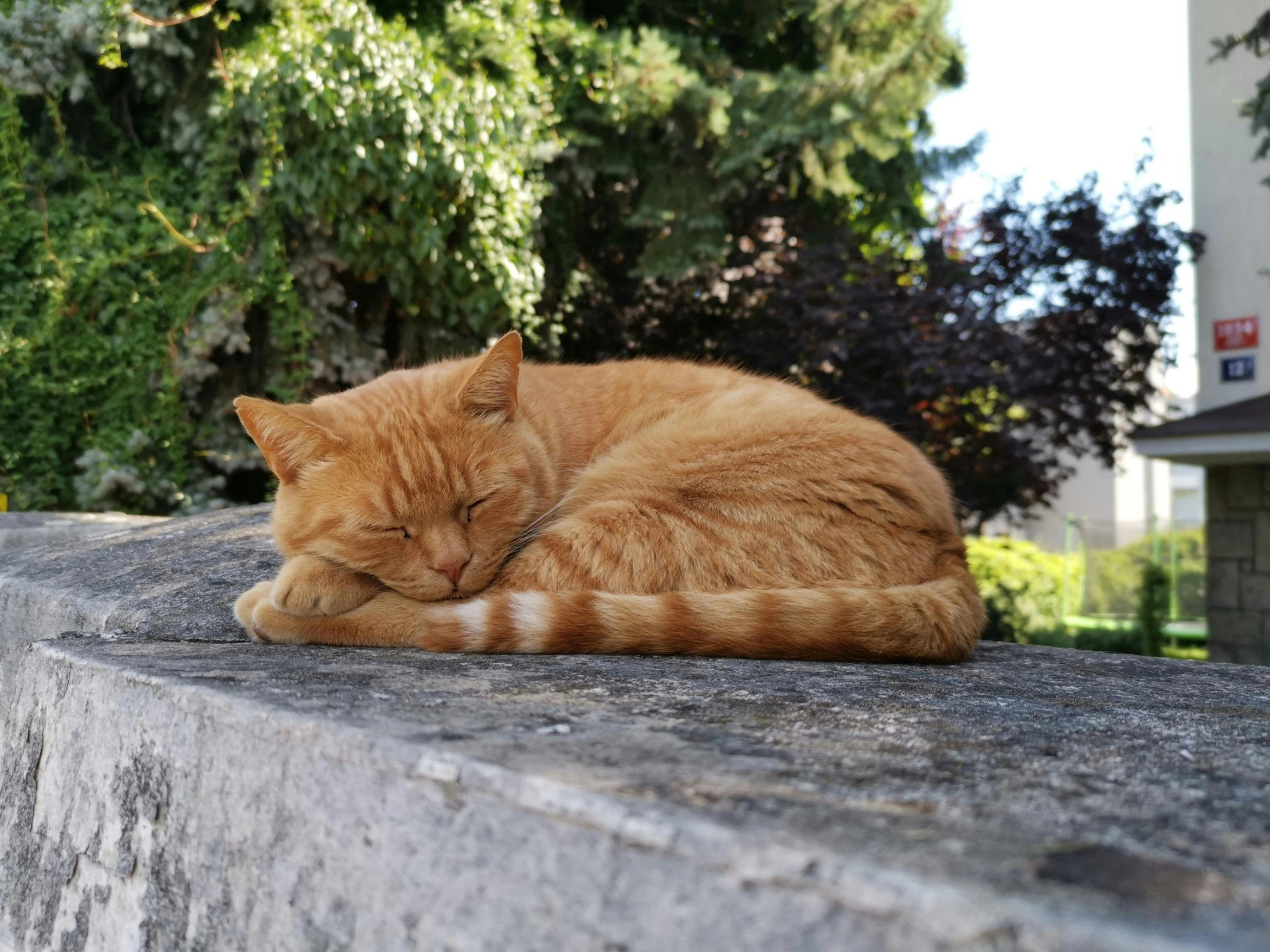 a ginger cat sleeps on a wall in the sun