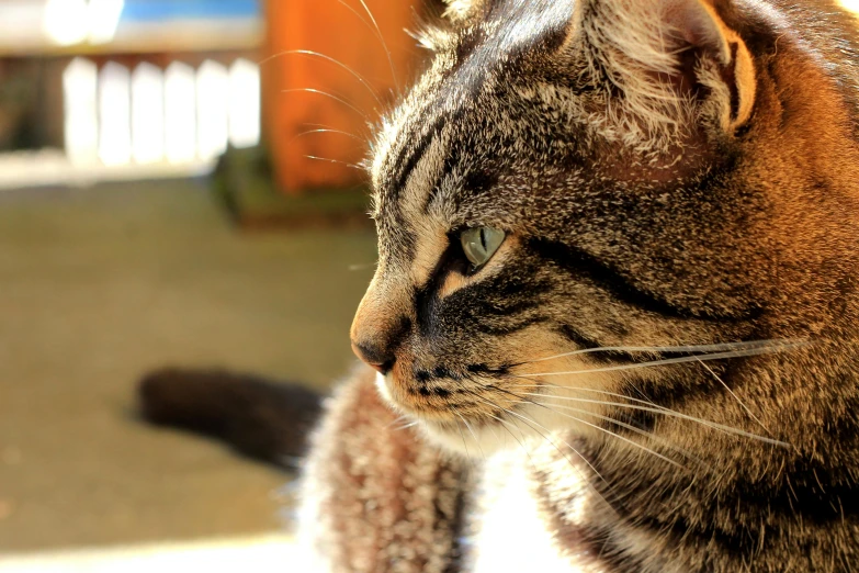 a brown, black and white cat staring at soing