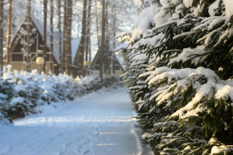 snow and tree trunks are all covered with snow