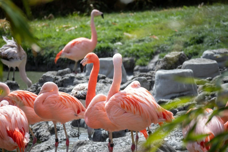 a flock of flamingos are standing around in the grass