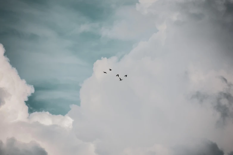 some birds are flying in the sky and grey clouds