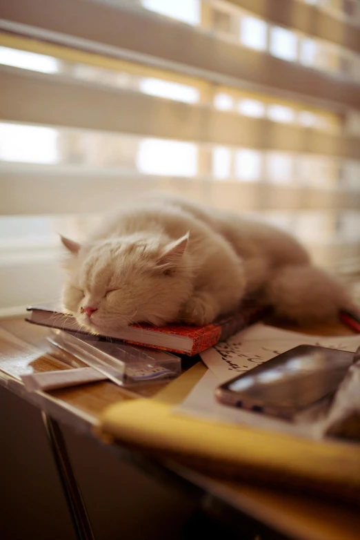 white cat with its face in the book on the desk