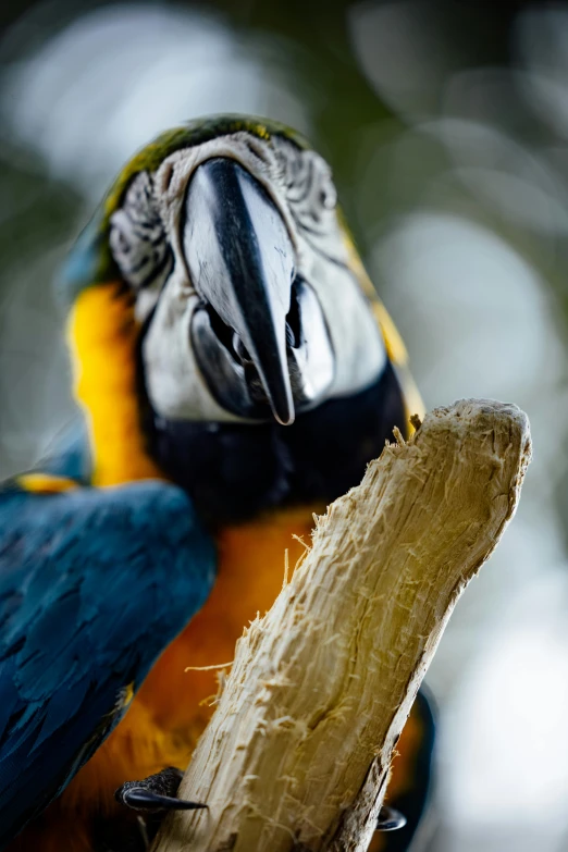 a large parrot is sitting on a tree nch