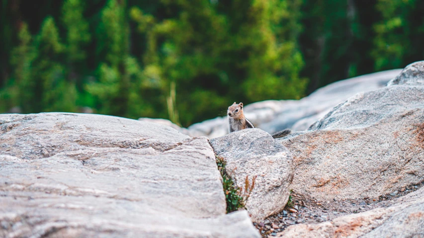 a small squirrel is sitting on the rocks