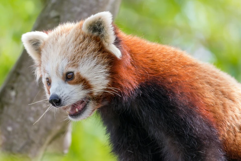 a close up of a baby red panda