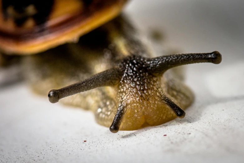 a close - up of a slug crawling with its shell open