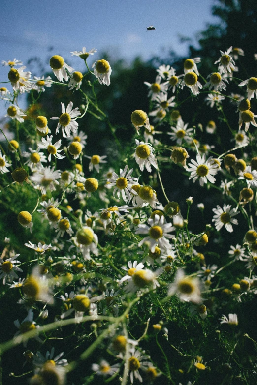 a field filled with lots of white flowers