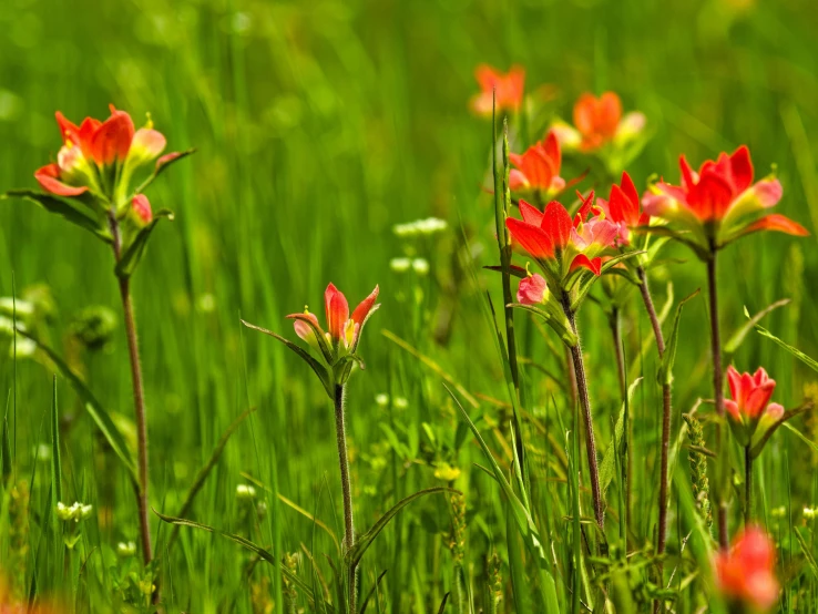 red flowers are growing in the middle of tall grass