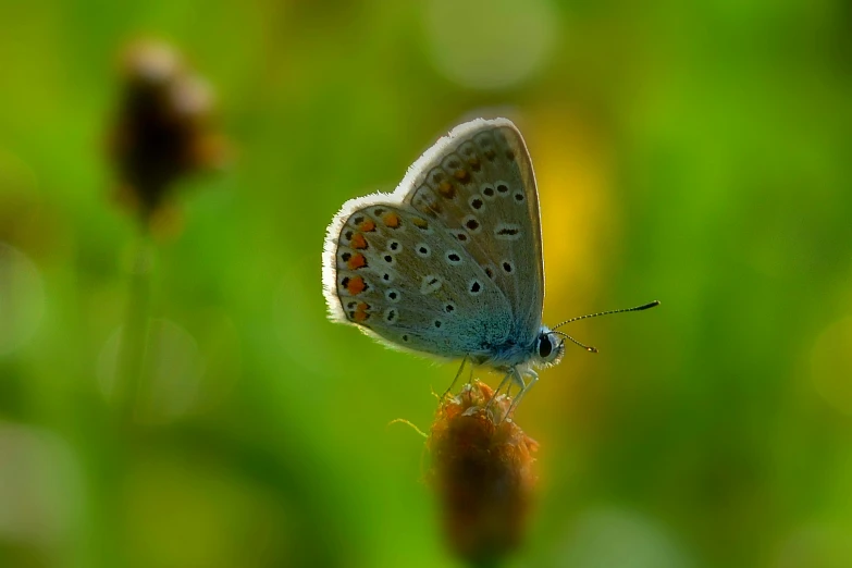 a blue erfly is perched on a red flower