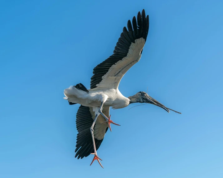 a large bird holding soing in it's mouth