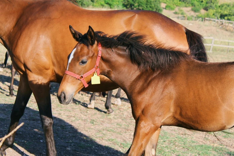 two horses in their pen are touching noses