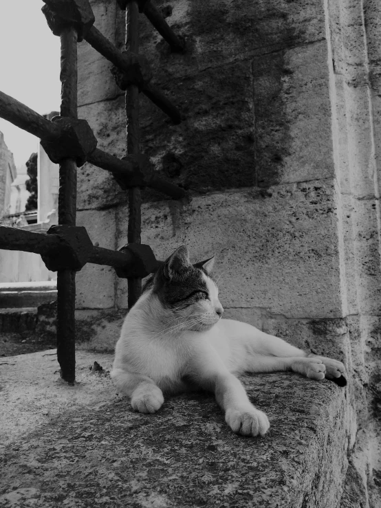 a cat sitting next to some water outside