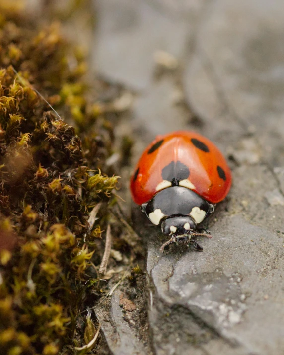 a large red and black insect laying on some moss