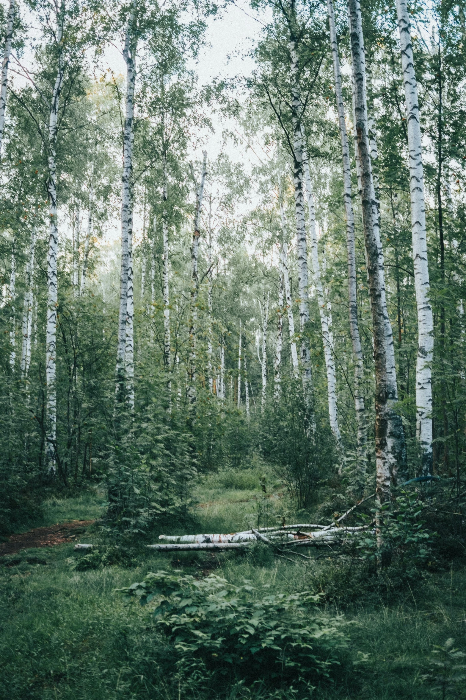 an image of a wooded area with trees