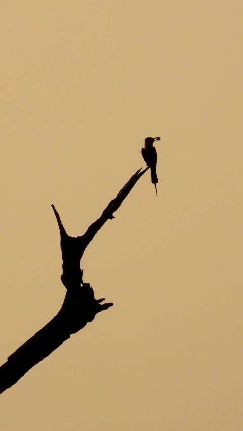 a bird that is standing on top of a tree