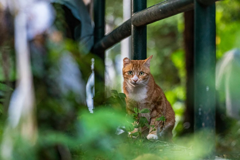 a cat looking at soing while standing on the ground