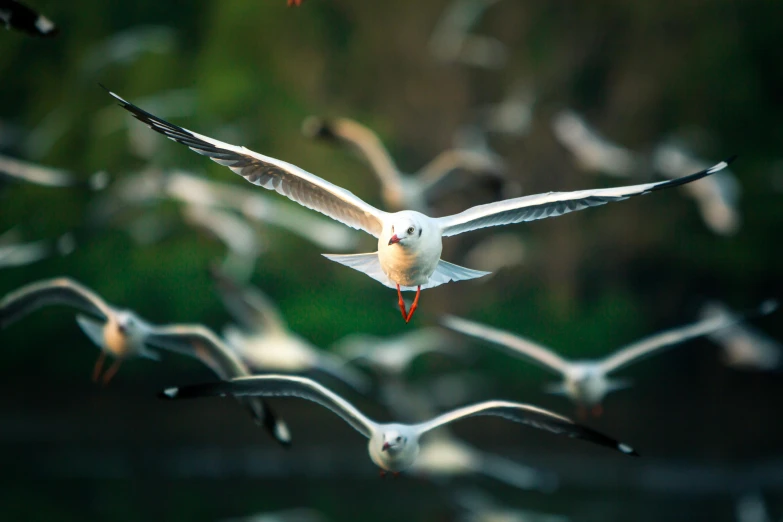 a flock of seagulls flying through the air